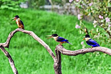 《异度神剑3》幻弓士介绍 7月29日登陆NS